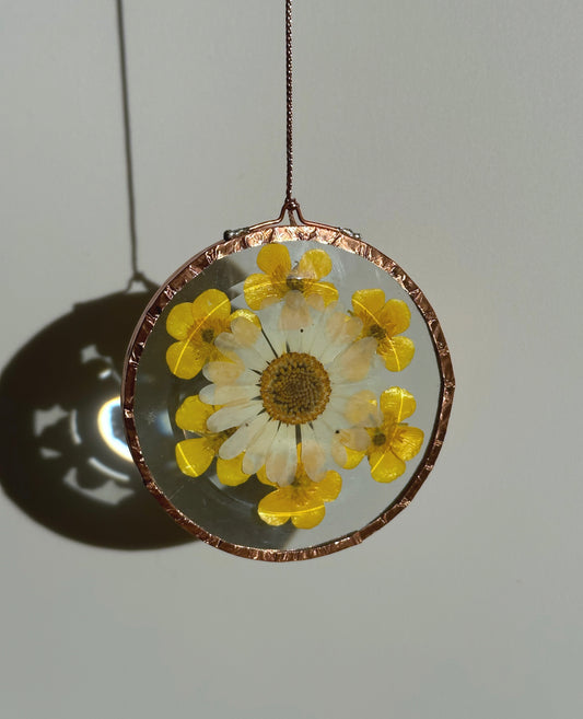 Pressed Flower Sun-catcher - Daisy Circle